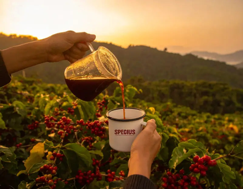 copo specius na fazenda