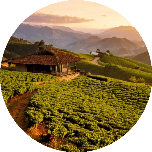 fazenda de cafe